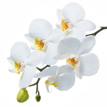Стол обеденный Танго белый/Орхидея в Заринске - zarinsk.mebel54.com | фото